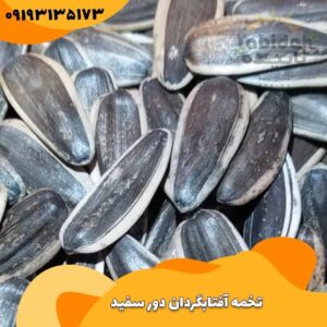 تخمه آفتابگردان دور سفید