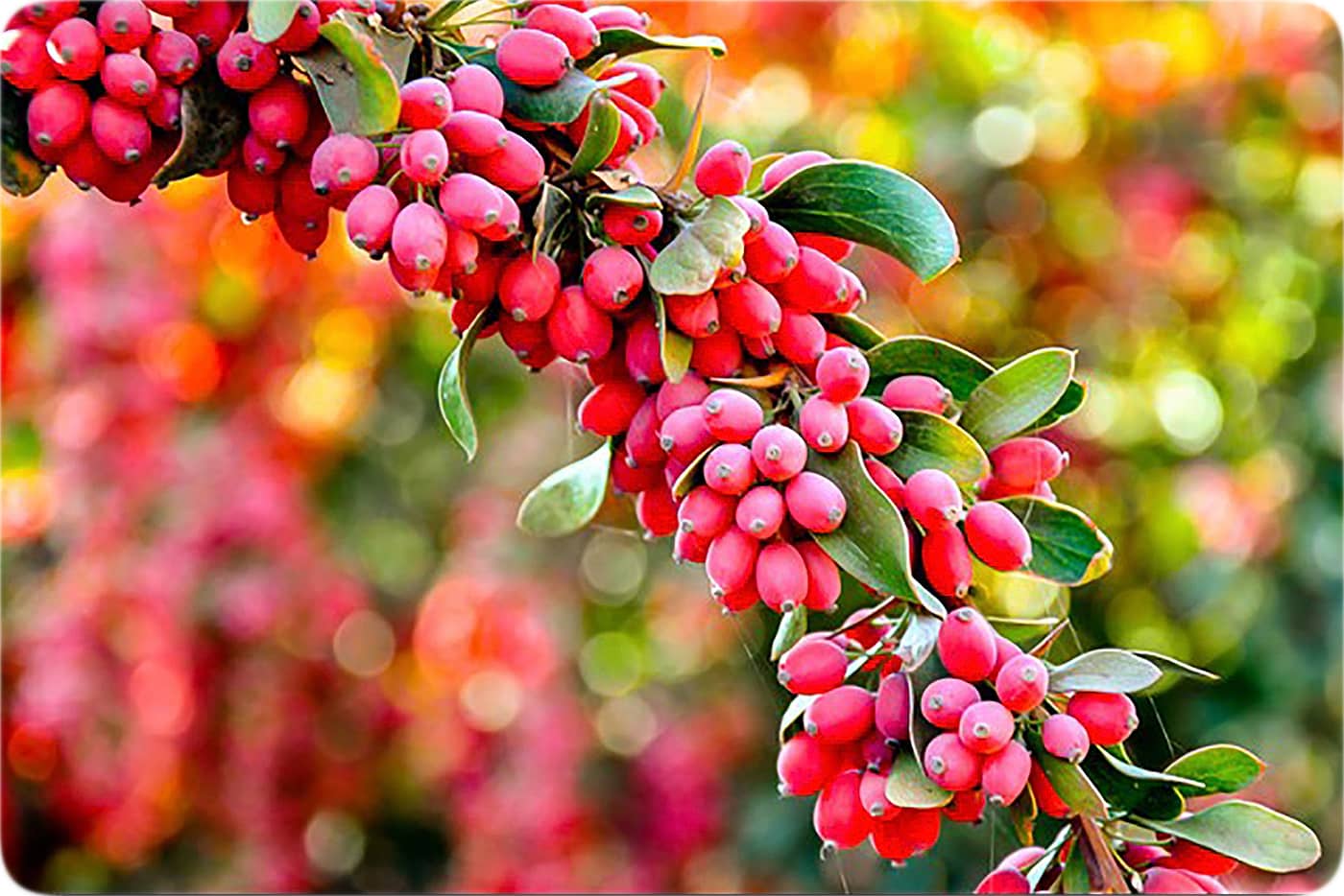 معایب و مزایایی زرشک