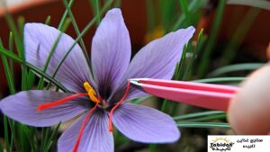 زعفران با کیفیت